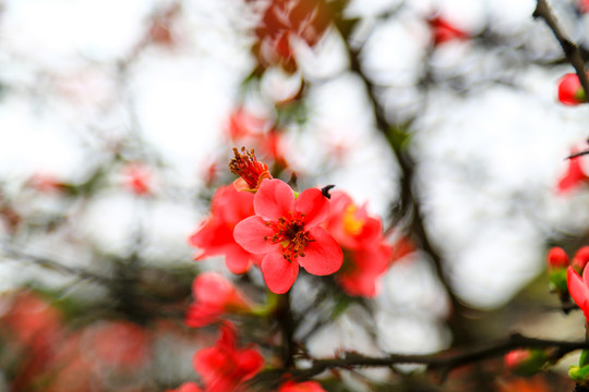 木瓜花