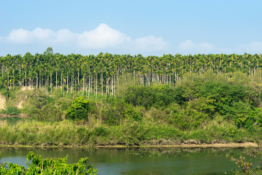 海南绿色生态南药槟榔种植基地