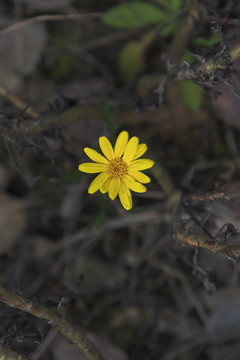 波斯菊