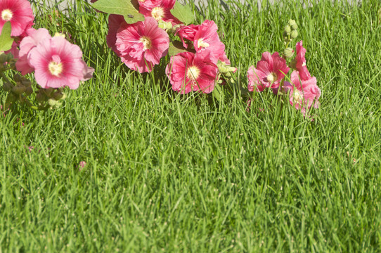 草地上的蜀葵花