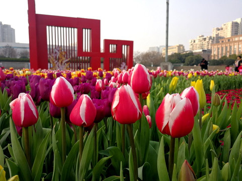 郁金香广场