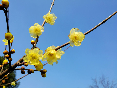 腊梅