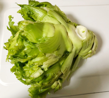 儿菜