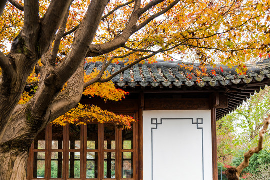 中式建筑与枫树秋景