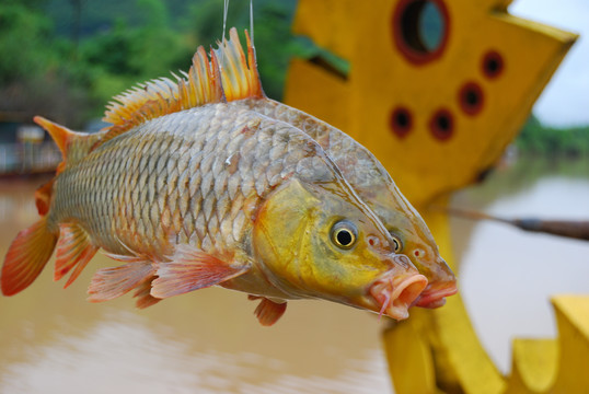 河鲤鱼