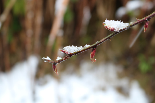 春雪