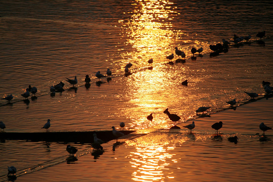 夕阳河流