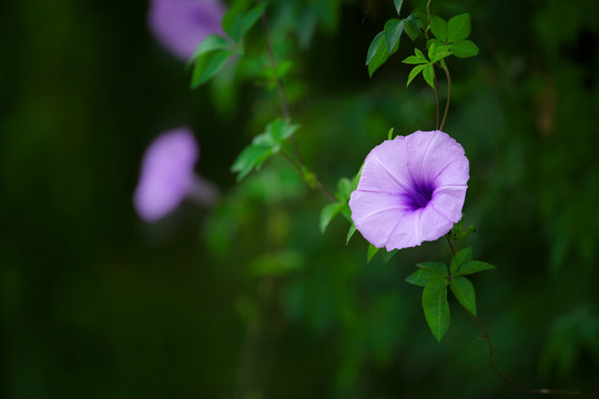 牵牛花