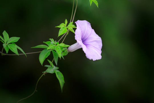 牵牛花