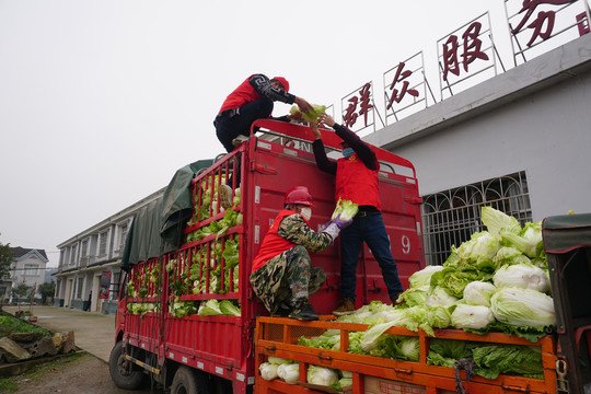 为疫区赠送大白菜