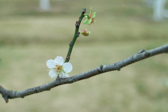 梅花