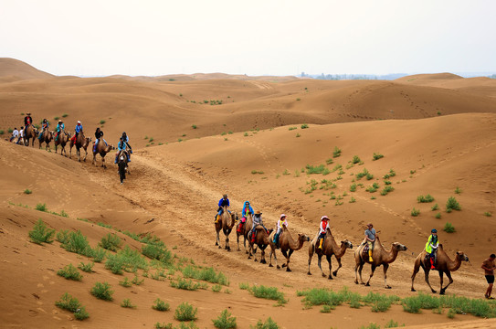 沙漠骑骆驼项目