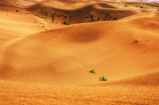 库不齐沙漠沙丘与植被