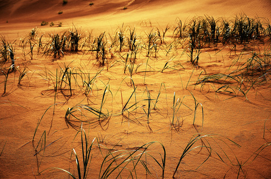 沙漠中的植被