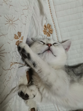 睡觉的猫咪