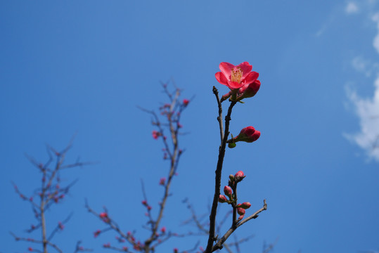 海棠花
