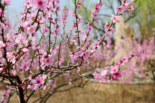 桃花