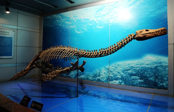 四川自贡恐龙博物馆