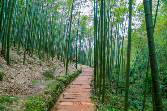 宜宾蜀南竹海