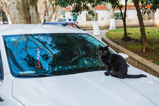 黑猫坐在白色轿车上