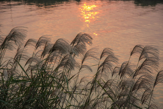 夕照苇塘