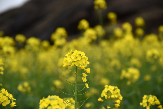 油菜花