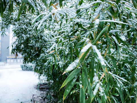 雪中竹子