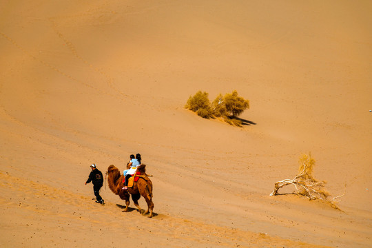 敦煌鸣沙山景区沙漠骆驼