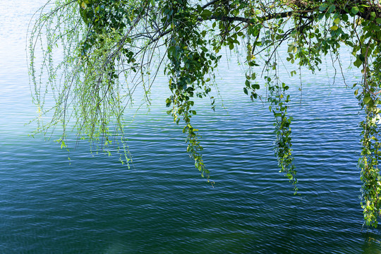 伸向水中的树和藤