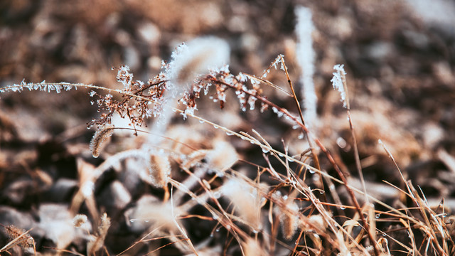 霜降植物