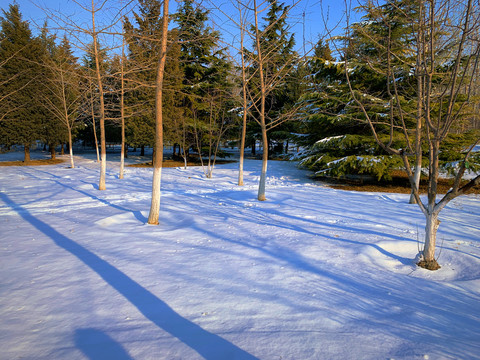 雪地树影