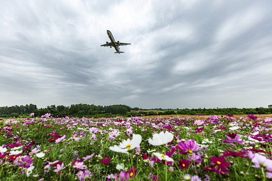 空港花田