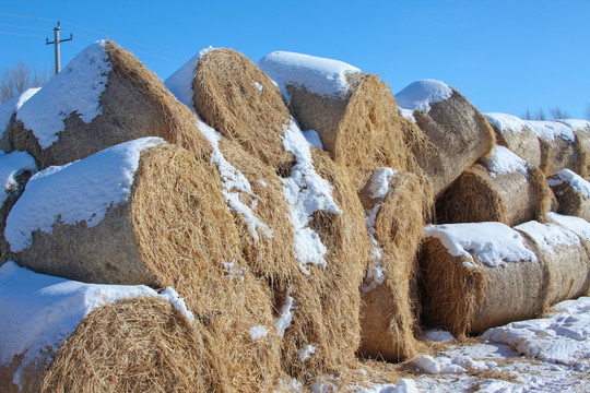 冬天雪地里的到草包