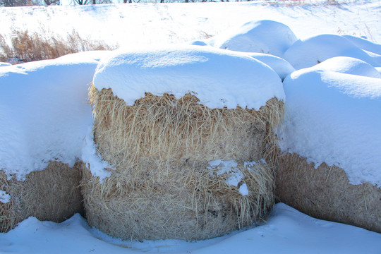 冬天雪地里的到草包