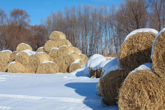 冬天雪地里的到草包