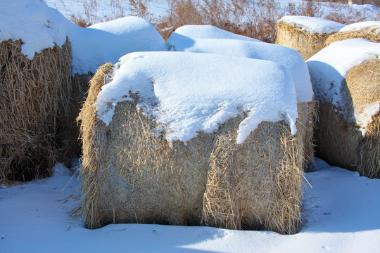 冬天雪地里的到草包