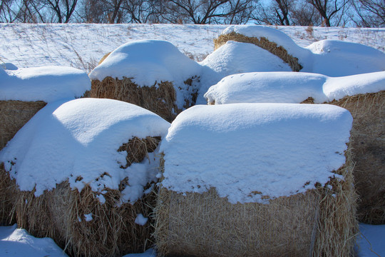 冬天雪地里