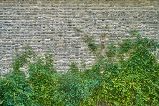 青砖植物墙