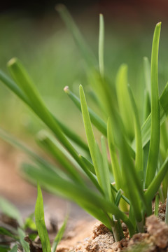 新鲜蔬菜