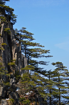 黄山松