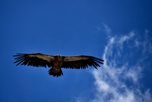 天葬台上空飞翔的秃鹫