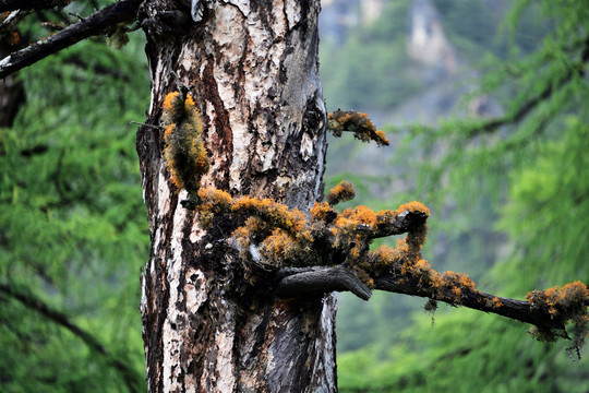 亚丁高山松树枝上的苔藓