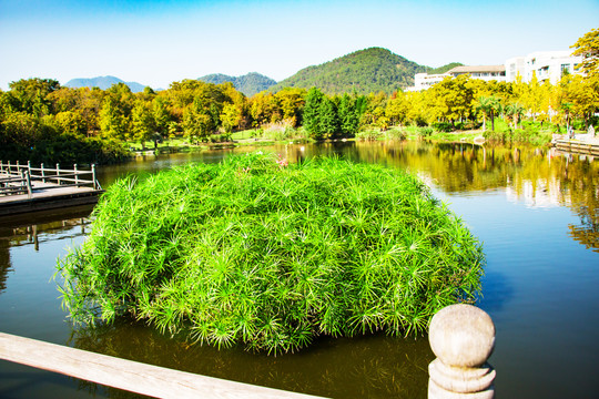 湖景绿植