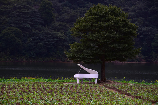 田野钢琴