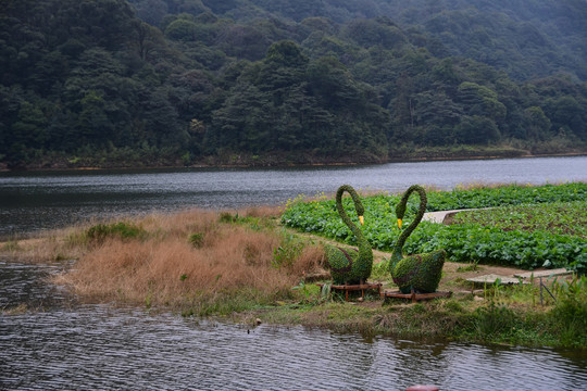 爱心鹅