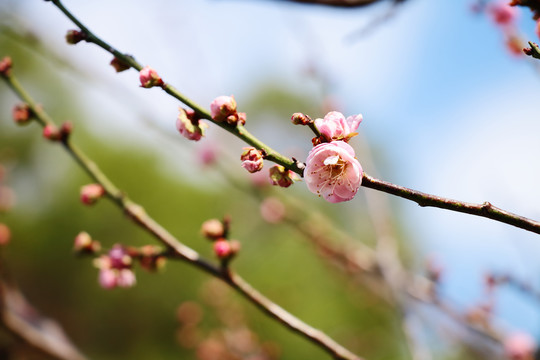 梅花