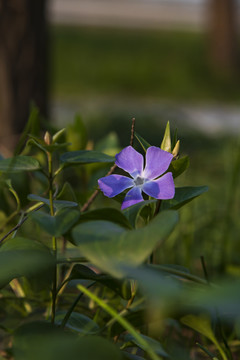 长春花