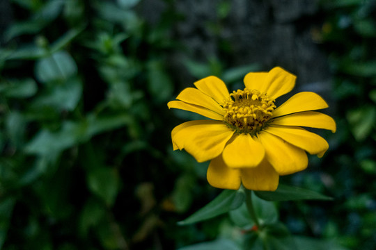 野菊花