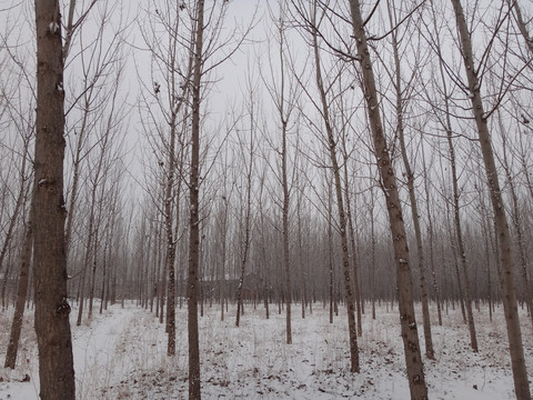 雪