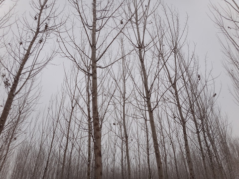树林